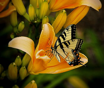 tiger swallowtail butterfly on orange petaled flower thumbnail