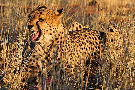 Cheetah in Africa thumbnail