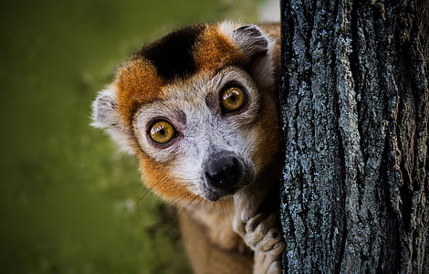 brown and black primate on tree thumbnail