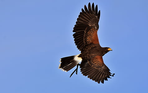 brown and black eagle flying during daytime thumbnail