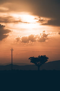 silhouette of tree during dusk thumbnail
