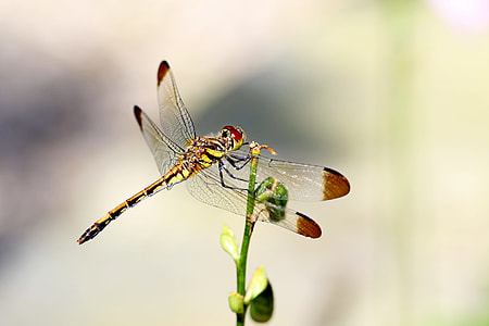 selective focus photography of yellow dragonfly thumbnail