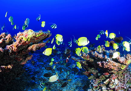 school of green fish under water thumbnail