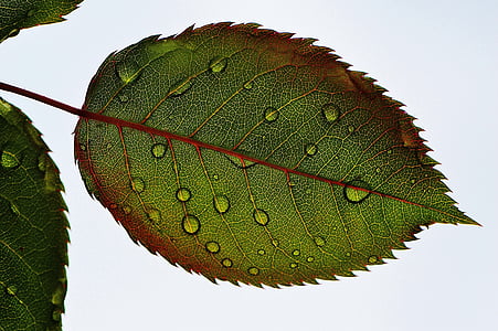 dews on green leaf thumbnail