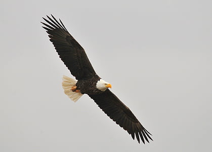 flight of bald eagle thumbnail