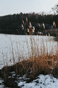 Winter walk by the lake thumbnail