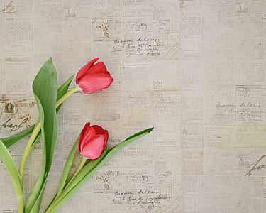 red rose on newspaper pages thumbnail