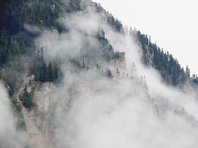 pine trees covered by mist thumbnail