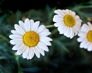 close-up photo of white daisy flowers thumbnail