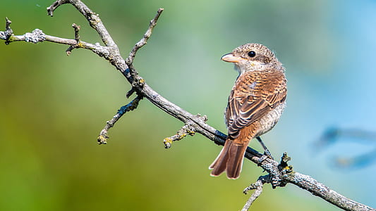 brown hummingbird on tree branch thumbnail