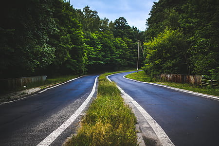 The forest road thumbnail