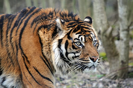 closeup photo of tiger thumbnail