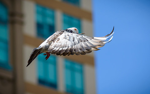 white bird flying thumbnail