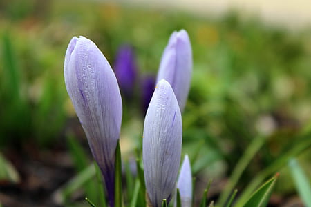selective focus photo of purple crocus flower buds during day thumbnail