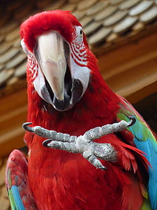 shallow focus photography of scarlet macaw thumbnail