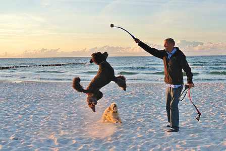 man wearing brown jacket holding dog stick toy near 2 dogs during daytime thumbnail