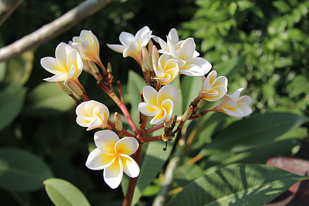 More Information, Petals 5 Petals thumbnail