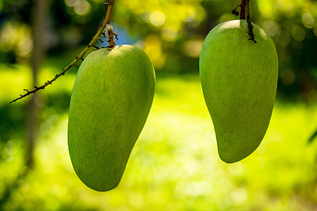 two unriped mangoes in closeup shot thumbnail