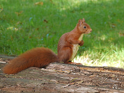 brown squirrel standing on tree bark thumbnail