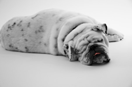 gray and black pug thumbnail