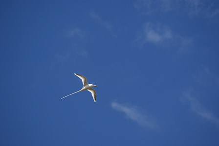 white bird flying thumbnail