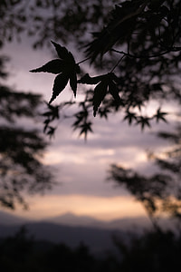 tilt shift photography of tree leaf thumbnail