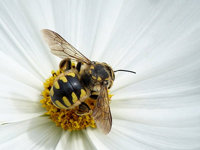 tilt shift lens photography of bee on white flower thumbnail