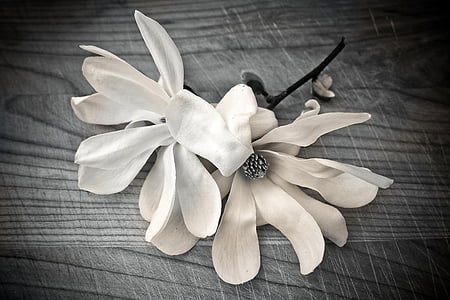 shallow focus photography of white flowers thumbnail