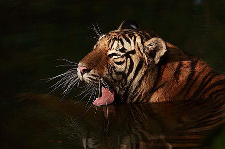 Tiger focus photo thumbnail