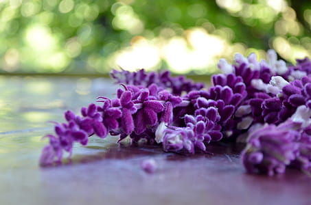 Violet buds thumbnail