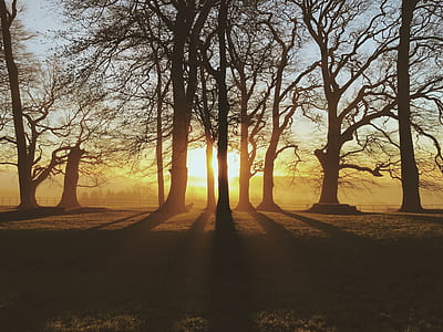 silhouette of trees under golden hour thumbnail