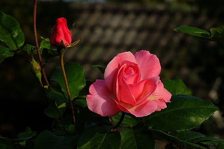 pink rose closeup photo thumbnail