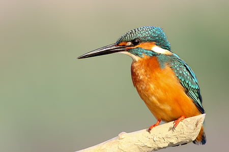 teal and brown bird standing on branch thumbnail