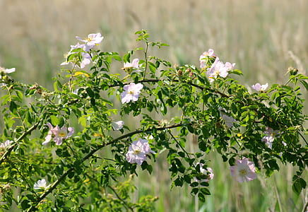 close-up photography of white flowers at daytime thumbnail