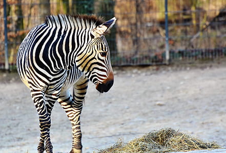 zebra thumbnail