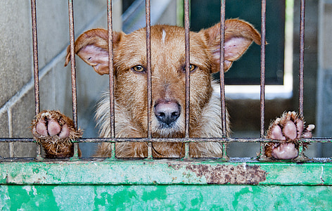 short-coated brown dog standing behind the gate thumbnail