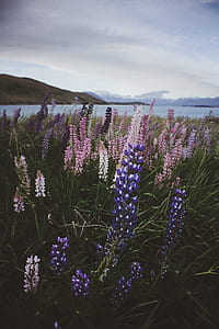 bed of purple and pink petaled flowers thumbnail