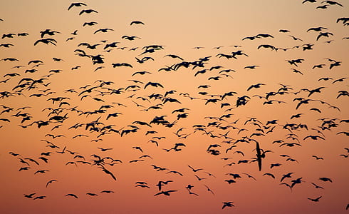 silhouette photography of flock of birds flying high thumbnail