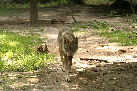 wildlife photography of gray wolf thumbnail