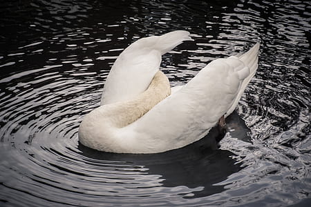 white duck on body of water thumbnail