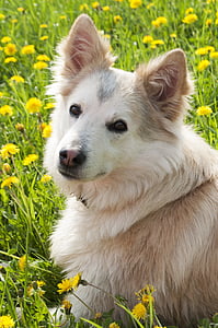 close-up photography of medium-coated tan dog lying on yellow petaled field at daytime thumbnail