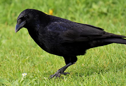 black crow on grass field thumbnail