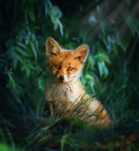 fox on green grass thumbnail