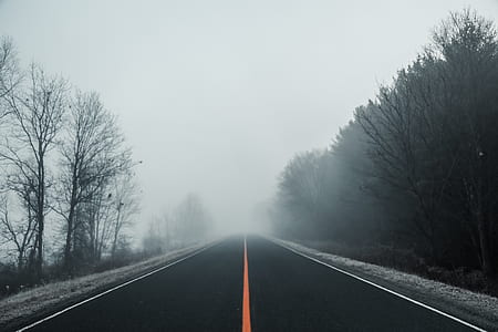 foggy empty road between trees thumbnail