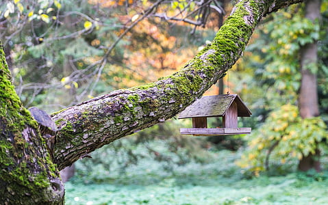 brown birdhouse hanging on tree thumbnail