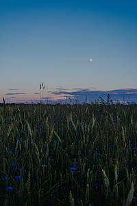 Blue Cornflowers and Brown Wheat Plants thumbnail