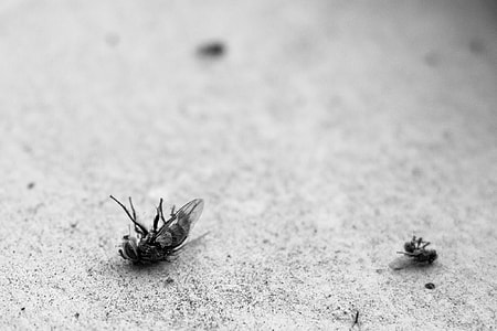 dead flies on gray pavement thumbnail