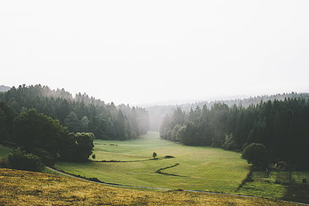 green trees beside open field thumbnail