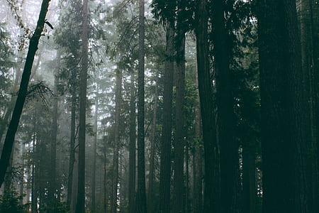 man's eye view of forest trees thumbnail