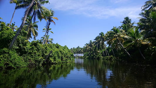 body of water surrounded by trees thumbnail